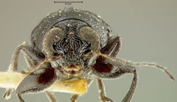 Media type: image;   Entomology 24939 Aspect: head frontal view